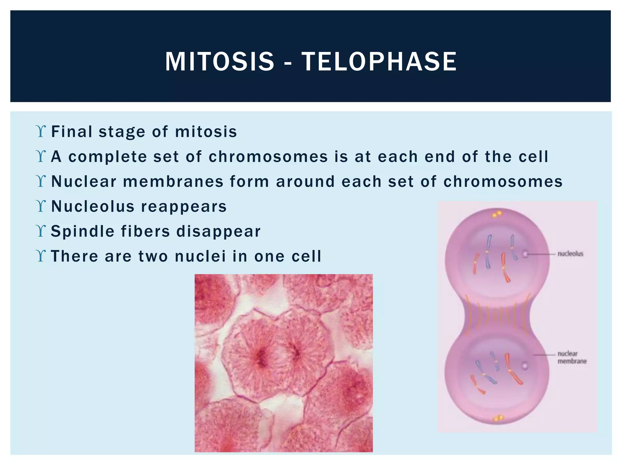 MITOSIS - TELOPHASE 
 Final stage of mitosis 
 A complete set of chromosomes is at each end of the cel l 
 Nuclear membranes form around each set of chromosomes 
 Nucleolus reappears 
 Spindle fibers disappear 
 There are two nuclei in one cel l 
 