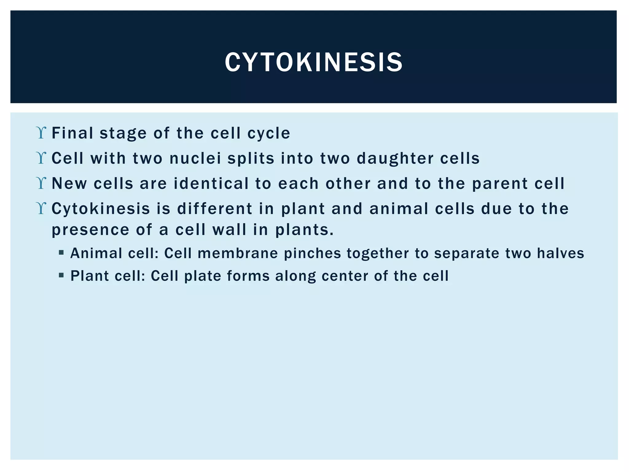 CYTOKINESIS 
 Final stage of the cel l cycle 
 Cel l with two nuclei spl its into two daughter cel ls 
 New cel ls are identical to each other and to the parent cel l 
 Cytokinesis is di f ferent in plant and animal cel ls due to the 
presence of a cel l wal l in plants. 
 Animal cell: Cell membrane pinches together to separate two halves 
 Plant cell: Cell plate forms along center of the cell 
 