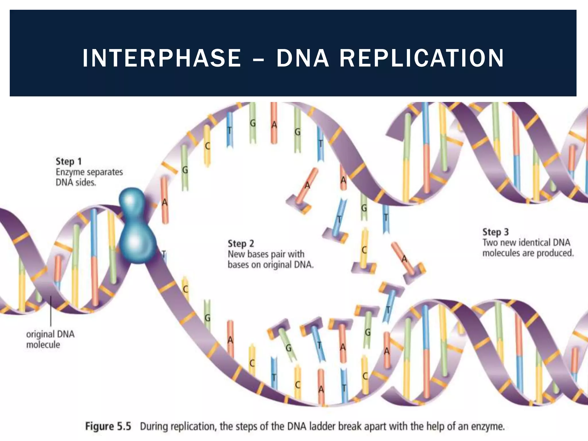 INTERPHASE – DNA REPLICATION 
 