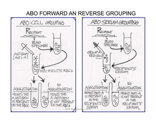 ABO Blood Group system | PDF