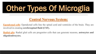 Central Nervous System:
Ependymal cells: Ependymal cells line the spinal cord and ventricles of the brain. They are
involv...