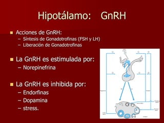 Hipotálamo: GnRH
 Acciones de GnRH:
– Síntesis de Gonadotrofinas (FSH y LH)
– Liberación de Gonadotrofinas
 La GnRH es estimulada por:
– Norepinefrina
 La GnRH es inhibida por:
– Endorfinas
– Dopamina
– stress.
 
