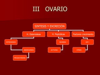III OVARIO
SINTESIS Y EXCRECIÓN
H. Esteroideas H. Peptídicas Factores crecimiento
ESTROGENOS
ANDROGENOS
PROGESTERONA
INHIBINA
ACTIVINA
IGF I
OTROS
 
