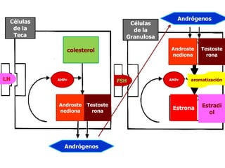 Células
de la
Teca
LH
Células
de la
Granulosa
FSH
colesterol
AMPc AMPc
Androste
nediona
Androste
nediona
Testoste
rona
Testoste
rona
Estrona Estradi
ol
Andrógenos
Andrógenos
aromatización
 