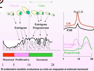 14
1 28
El endometrio también evoluciona su ciclo en respuesta al estímulo hormonal
 