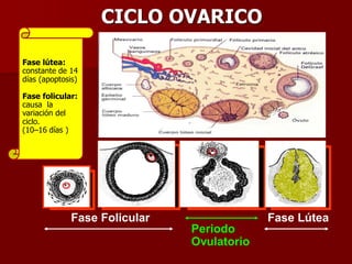CICLO OVARICO
Periodo
Ovulatorio
Fase Folicular Fase Lútea
Fase lútea:
constante de 14
días (apoptosis)
Fase folicular:
causa la
variación del
ciclo.
(10–16 días )
 