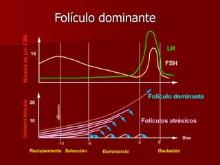Folículo dominante
LH
FSH
Folículo dominante
Folículos atrésicos
Ovulación
Días
0
-2
-8
-10
Reclutamiento Selección Dominancia
Diámetro
folicular
10
20
Niveles
de
LH-
FSH
10
 