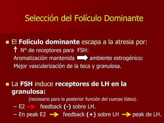 Selección del Folículo Dominante
 El Folículo dominante escapa a la atresia por:
N° de receptores para FSH:
Aromatización mantenida  ambiente estrogénico:
Mejor vascularización de la teca y granulosa.
 La FSH induce receptores de LH en la
granulosa:
(necesario para la posterior función del cuerpo lúteo).
– E2 feedback (-) sobre LH.
– En peak E2 feedback (+) sobre LH peak de LH.
 