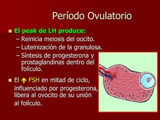 Período Ovulatorio
 El peak de LH produce:
– Reinicia meiosis del oocito.
– Luteinización de la granulosa.
– Síntesis de progesterona y
prostaglandinas dentro del
folículo.
 El  FSH en mitad de ciclo,
influenciado por progesterona,
libera al ovocito de su unión
al folículo.
 
