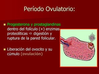Período Ovulatorio:
 Progesterona y prostaglandinas
dentro del folículo (+) enzimas
proteolíticas  digestión y
ruptura de la pared folicular.
 Liberación del ovocito y su
cúmulo (ovulación)
 