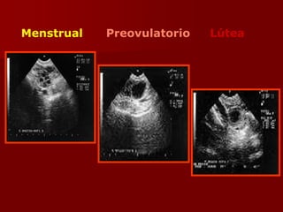 Menstrual Preovulatorio Lútea
 