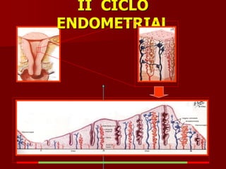 II CICLO
ENDOMETRIAL
1
28
 