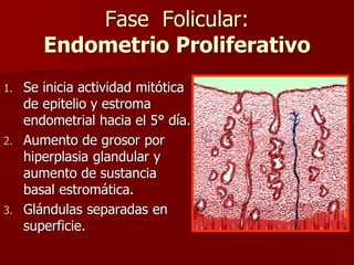 Fase Folicular:
Endometrio Proliferativo
1. Se inicia actividad mitótica
de epitelio y estroma
endometrial hacia el 5° día.
2. Aumento de grosor por
hiperplasia glandular y
aumento de sustancia
basal estromática.
3. Glándulas separadas en
superficie.
 
