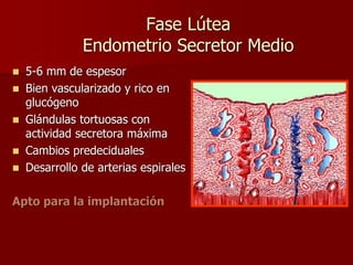 Fase Lútea
Endometrio Secretor Medio
 5-6 mm de espesor
 Bien vascularizado y rico en
glucógeno
 Glándulas tortuosas con
actividad secretora máxima
 Cambios predeciduales
 Desarrollo de arterias espirales
Apto para la implantación
 