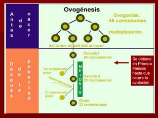 Se detiene
en Primera
Meiosis
hasta que
ocurre la
ovulación.
 