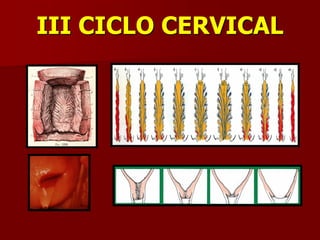 III CICLO CERVICAL
 
