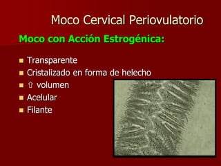 Moco Cervical Periovulatorio
Moco con Acción Estrogénica:
 Transparente
 Cristalizado en forma de helecho
  volumen
 Acelular
 Filante
 