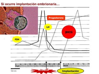 Si ocurre implantación embrionaria…
βHCG
Implantación
Progesterona
LH
FSH
Ovulació
n
 