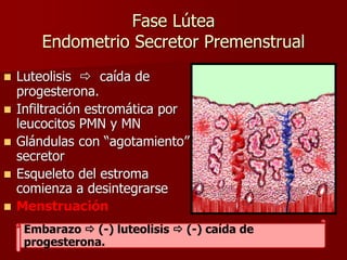 Fase Lútea
Endometrio Secretor Premenstrual
 Luteolisis  caída de
progesterona.
 Infiltración estromática por
leucocitos PMN y MN
 Glándulas con “agotamiento”
secretor
 Esqueleto del estroma
comienza a desintegrarse
 Menstruación
Embarazo  (-) luteolisis  (-) caída de
progesterona.
 