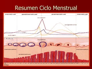 Resumen Ciclo Menstrual
 