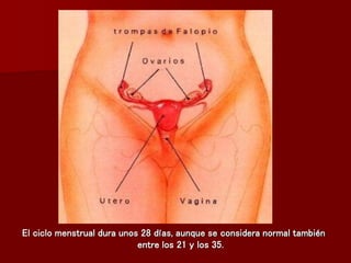 El ciclo menstrual dura unos 28 días, aunque se considera normal también
entre los 21 y los 35.
 