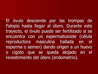 El óvulo desciende por las trompas de
Falopio hasta llegar al útero. Durante este
trayecto, el óvulo puede ser fertilizado si se
encuentra con un espermatozoide (célula
reproductora masculina hallada en el
esperma o semen) dando origen a un huevo
o cigoto que se queda alojado en el
revestimiento del útero (endometrio).
 