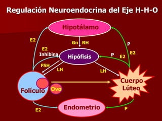 Folículo
Endometrio
Hipotálamo
Hipófisis
Cuerpo
Lúteo
Ovo
P
P
LH
LH
FSH
E2
E2
Inhibina
E2 P
Gn RH
Regulación Neuroendocrina del Eje H-H-O
E2
E2
 