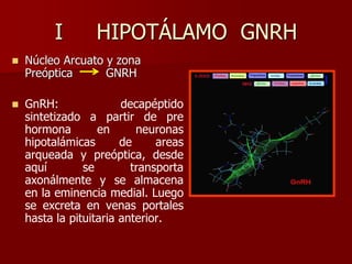 I HIPOTÁLAMO GNRH
 Núcleo Arcuato y zona
Preóptica GNRH
 GnRH: decapéptido
sintetizado a partir de pre
hormona en neuronas
hipotalámicas de areas
arqueada y preóptica, desde
aquí se transporta
axonálmente y se almacena
en la eminencia medial. Luego
se excreta en venas portales
hasta la pituitaria anterior.
 