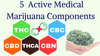 THC
CBD THCA CBN
CBC
5  Active Medical
Marijuana Components 
 