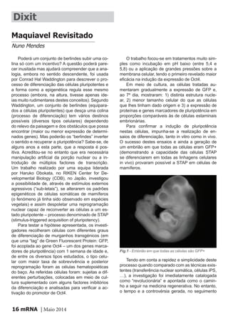 mRNA | Maio 201416
Dixit
Poderá um conjunto de berlindes subir uma co-
lina só com um incentivo? A questão poderá pare-
cer inusitada mas ajudará compreender que a ana-
logia, embora no sentido descendente, foi usada
por Conrad Hal Waddington para descrever o pro-
cesso de diferenciação das células pluripotentes e
a forma como a epigenética regula esse mesmo
processo (embora, na altura, tivesse apenas ide-
ias muito rudimentares destes conceitos). Segundo
Waddington, um conjunto de berlindes (equipara-
dos a células pluripotentes) que desça uma colina
(processo de diferenciação) tem vários destinos
possíveis (diversos tipos celulares) dependendo
do relevo da paisagem e dos obstáculos que possa
encontrar (maior ou menor expressão de determi-
nados genes). Mas poderão os “berlindes” inverter
o sentido e recuperar a pluripotência? Sabe-se, de
alguns anos a esta parte, que a resposta é pos-
itiva. Acreditou-se no entanto que era necessária
manipulação artificial da porção nuclear ou a in-
trodução de múltiplos factores de transcrição.
Um trabalho realizado por uma equipa liderada
por Haruko Obokata, no RIKEN Center for De-
velopmental Biology (CDB), no Japão, investigou
a possibilidade de, através de estímulos externos
agressivos (“sub-letais”), se alterarem os padrões
epigenéticos de células somáticas de mamíferos
(o fenómeno já tinha sido observado em espécies
vegetais) e assim despoletar uma reprogramação
nuclear capaz de reconverter as células a um es-
tado pluripotente – processo denominado de STAP
(stimulus-triggered acquisition of pluripotency).
Para testar a hipótese apresentada, os investi-
gadores recolheram células com diferentes graus
de diferenciação de murganhos transgénicos (em
que uma “tag” de Green Fluorescent Protein: GFP,
foi acoplada ao gene Oct4 – um dos genes marca-
dores de pluripotência) com 1 semana de idade e,
de entre os diversos tipos estudados, o tipo celu-
lar com maior taxa de sobrevivência e posterior
reprogramação foram as células hematopoiéticas
do baço. As referidas células foram: sujeitas a dif-
erentes perturbações, colocadas em meio de cul-
tura suplementado com alguns factores inibitórios
da diferenciação e analisadas para verificar a ac-
tivação do promotor de Oct4.
O trabalho focou-se em tratamentos muito sim-
ples como incubação em pH baixo (entre 5,4 e
5,8) ou a aplicação de grandes pressões sobre a
membrana celular, tendo o primeiro revelado maior
eficácia na indução da expressão de Oct4.
Em meio de cultura, as células tratadas au-
mentaram gradualmente a expressão de GFP e,
ao 7º dia, mostraram: 1) distinta estrutura nucle-
ar, 2) menor tamanho celular do que as células
que lhes tinham dado origem e 3) a expressão de
proteínas e genes marcadores de pluripotência em
proporções comparáveis às de células estaminais
embrionárias.
Para confirmar a indução de pluripotência
nestas células, impunha-se a realização de en-
saios de diferenciação, tanto in vitro como in vivo.
O sucesso destes ensaios e ainda a geração de
um embrião em que todas as células eram GFP+
(demonstrando a capacidade das células STAP
se diferenciarem em todas as linhagens celulares
in vivo) provaram possível a STAP em células de
mamíferos.
Tendo em conta a rapidez e simplicidade deste
processo quando comparado com as técnicas exis-
tentes (transferência nuclear somática, células iPS,
…), a investigação foi imediatamente catalogada
como “revolucionária” e apontada como o camin-
ho a seguir na medicina regenerativa. No entanto,
o tempo e a controvérsia gerada, no seguimento
Maquiavel Revisitado
Nuno Mendes
Fig.1 - Embrião em que todas as células são GFP+
 