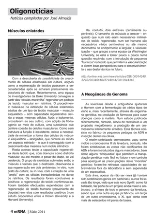 mRNA | Maio 20144
Oligonotícias
Notícias compiladas por José Almeida
Músculos enlatados
Com a descoberta da possibilidade de cresci-
mento de células estaminais em cultura, acções
como a regeneração de tecidos passaram a ser
consideradas após se acharem praticamente im-
possíveis de realizar. Recentemente, uma equipa
de investigadores da Duke University conseguiu a
partir das “células-maravilha” regenerar um pedaço
de tecido muscular em ratinhos. O procedimen-
to baseia-se na extracção de células estaminais
adultas de um tipo de tecido muscular – músculo
esquelético – com capacidade regenerativa dev-
ido a essas mesmas células. Após o isolamento,
procederam ao seu cultivo, com adição de fibrin-
ogénio ao meio de cultura, uma substância que
confere coesão às células musculares. Como sem
estrutura a função é inexistente, existe a necessi-
dade de mimetizar a forma das células do múscu-
lo esquelético – alongadas, que confere ao tecido
um aspecto estriado – o que é conseguido com o
crescimento das mesmas num molde cilíndrico.
Resta apenas testar a capacidade regenerati-
va deste tecido que, com doenças como distrofia
muscular, ou até mesmo o pesar da idade, se vai
perdendo. O grupo de cientistas submeteu então o
músculo a toxinas que o destroem, observando a
sua regeneração em dois ambientes: in vitro, num
prato de cultura; ou in vivo, com a criação de uma
“janela” com as células transplantadas no dorso
de ratinhos. Os resultados foram conclusivos e
positivos: a regeneração do tecido confirmava-se.
Foram também efectuadas experiências com a
regeneração de tecido humano (proveniente de
biopsias) em ratos com resultados positivos (num
estudo cooperativo entre a Brown University e a
Harvard University).
As leveduras desde a antiguidade ajudaram
o Homem com a fermentação de vários tipos de
vinho e, mais recentemente, através da engenha-
ria genética, na produção de fármacos para curar
doenças como a malária. Num estudo publicado
recentemente, contudo, serviu de recetáculo a um
propósito megalómano: a produção de um cro-
mossoma inteiramente sintético. Esta técnica con-
siste no fabrico de pequenos pedaços de ADN e
inserção destes na célula.
O recém-sintetizado cromossoma usou como
molde o cromossoma III da levedura, contudo, não
foram sintetizadas as zonas não codificantes do
ADN e foram introduzidos alguns marcadores, bem
como alguns “brinquedos” que permitem a manip-
ulação genética mais fácil no futuro e um controlo
para apaziguar as preocupações deste “monstro”
genético: foram-lhe retiradas capacidades de so-
brevivência fora do laboratório e sem supervisão
de um especialista.
Esta área, apesar de não ser nova (já haviam
sido sintetizados genes em bactérias), nunca foi le-
vada tão longe, visto que este novo SynIII, como foi
batizado, faz parte de um projeto ainda maior e am-
bicioso: a síntese de todo o genoma da levedura,
sendo que uma outra equipa já fabricou um terço
de um outro cromossoma, o XI, que conta com
mais de seiscentos mil pares de bases.
A Neogénese do Genoma
Há, contudo, dois entraves (certamente su-
peráveis): O tamanho do músculo a crescer – en-
quanto que num rato eram necessários milímet-
ros de tecido regenerado, num ser humano são
necessários vários centímetros ou até mesmo
decímetros de comprimento e largura; a vascular-
ização – que graças a uma equipa da Washington
University, se está a tornar pouco a pouco numa
questão resolvida, com a introdução de pequenos
“buracos” no tecido que permitem a vascularização
e abrem boas perspectivas para o desenvolvimen-
to e uso desta técnica no futuro.
http://online.wsj.com/news/articles/SB100014240
52702303456104579487470812944310
 
