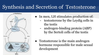 Synthesis and Secretion of Testosterone
● In men, LH stimulates production of:
- testosterone by the Leydig cells in
the testis
- androgen-binding protein (ABP)
by the Sertoli cells of the testis
● Testosterone is the main androgen
hormone responsible for male sexual
development
 