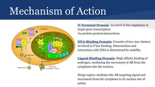 Mechanism of Action
N-Terminal Domain: Involved in the regulation of
target gene transcription
via protein-protein interactions.
DNA-Binding Domain: Consists of two zinc clusters
involved in P box binding. Dimerization and
interaction with DNA is determined by stability.
Ligand Binding Domain: High affinity binding of
androgen, mediating the movement of AR from the
cytoplasm into the nucleus.
Hinge region: mediates the AR targeting signal and
movement from the cytoplasm to its nuclear site of
action
 