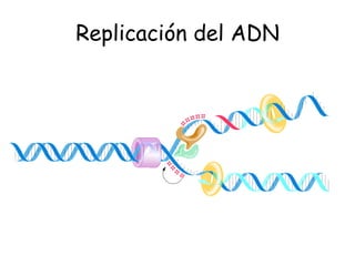 Replicación del ADN
 