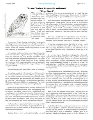 August 2015 www.nycaledonian.org Page 6 of 7
The collecting of
sheep’s wool was
a never-ending chore.
My father would con-
stantly remind me, “If
you have nothing to
do, get wool.” He used
it to stuff pillows for
his beehives to help
keep them warm in
winter. I had been
round the sheep fences
so often I now had to
go farther afield to find
a new supply.
It was on one of these foraging missions that I came upon a
dead sheep in an advanced state of decay. Although the smell was
a little overpowering, I had hit the jackpot as far as wool was con-
cerned. It came free from the carcass in big handfuls, so in no
time I had filled the burlap sack.
As I made my way home, a spring in my step and humming a
tune to match, I spotted a large bird sitting on a fence post directly
in my path not twenty feet away. I slowly lowered the bag of
wool to the ground and quietly made my way toward it. It was an
owl. I had never seen an owl this close before. In fact, I had seen
very few owls at all. It made no attempt to escape as I cautiously
approached. We now looked each other straight in the eye. What
a magnificent bird!
Slowly I raised my right hand. Would it allow me to touch it?
As my hand came level with its perch, I got the shock of my
life when it just walked onto my hand. It didn’t leap, jump or flut-
ter, just one foot after the other onto my hand, closing its talons
on my pointing finger. The pressure of its grip surprised me, to
the extent that I realized getting it off might present a problem.
Maybe it would fly away if I lifted my hand quickly? No, it only
dug its claws in deeper to resist any attempt to get rid of it.
I picked up the bag of wool with my free hand and headed for
home again, the owl firmly attached to my hand regardless of all
the motions I was making. I had only gone a hundred yards or so
when the pain in my hand became unbearable. Something had to
be done. A thought came to me—if it worked before, it might
work again. I brought my hand with the owl over to my left shoul-
der then, wonder of wonders, it again walked slowly from my
hand onto my shoulder, and there he stayed all the way home.
As I entered our backyard, the bird flew from my shoulder
onto the firewood rack, a contraption designed by Dad (two up-
rights and a cross bar some eight feet off the ground) to lean the
small firewood trees against.
Breaking the news of my newfound friend had to wait until
supper time. Even then no one seemed to care very much. Dad said,
“That thing’ll be gone afore morning.” I checked on it several times
during the evening. Its eyes would follow me everywhere I went.
Early the following morning I rushed out to see how true Dad’s
prediction was. He was wrong. There sat the owl on his lofty perch
and, as I approached the firewood rack, there came another surprise.
It glided gracefully from its post onto my left shoulder, and there it
stayed as I walked around. I wondered if it would stay there when I
had to go indoors. The moment I reached the door the bird was gone,
however, back to his perch. It was time to catch the bus to school any-
way.
Most days I would walk the couple of miles home from school.
Otherwise I would have to wait another hour for the bus. Two of my
classmates lived on the same route; thus we always had company.
No time was wasted getting home that night. As soon as I was in
view of the wood rack, the owl took off in my direction. This time it
didn’t land on my shoulder, but landed at my feet and walked with me
the rest of the way home, where it returned to its favorite spot on the
wood rack.
As every other night, I changed into working clothes before walk-
ing the half-mile to the farm to get the milk. I grabbed the pails and
set off. I had a pleasant fright when the owl landed on my shoulder
(always the right one). It stayed there for a little while, then dropped
to the ground and waddled alongside of me the rest of the way. On
reaching the farm it would find a high perch and wait for me to appear
for the return trip, which it made either by riding on my shoulder or
walking beside me.
This daily routine never changed for weeks to come. The strange
part of our relationship was, there was no training involved. I never
offered food to the bird. It was always right there as if waiting for me,
and it would never go near any other people. On the weekends when
my older sister came home, she would lend me her bicycle to go for
the milk. As usual, the owl would land on my shoulder but, when I
was mobile on the bicycle, it would alight on the handlebars and go
slowly up and down with outstretched wings—a beautiful sight that
gave me the opportunity to closely examine the unique structure of
the bird in flight.
When the bird first found me in early spring it was quite large, but
then, by midsummer, it had almost doubled its size. At this time we
had an old black Lab, not a working dog, just a pet that lay around the
place begging to be walked. There was no love lost between the owl
and the Lab. I can recall one hot sultry afternoon when the old dog
was lying baking in the sun. The flies were bothering him and he was
already in a disgruntled mood.
Mr. Owl from his lookout saw the opportunity for some devilment
here. He swooped down and landed about ten feet from the dog. Ever
so slowly, one step at a time, he crept up on the poor sleeping brute,
slowly lifted one leg in the air, then swiftly clamped it down on the
dog’s tail. A loud yelp broke the serenity of the day, followed by a
True Tales from Scotland
“The Owl”
SketchCourtesyofRonaldStewart
 