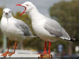 Photo by Leonard John Matthews - Creative Commons Attribution-NonCommercial-ShareAlike License https://www.flickr.com/photos/67953162@N00 Created with Haiku Deck
 