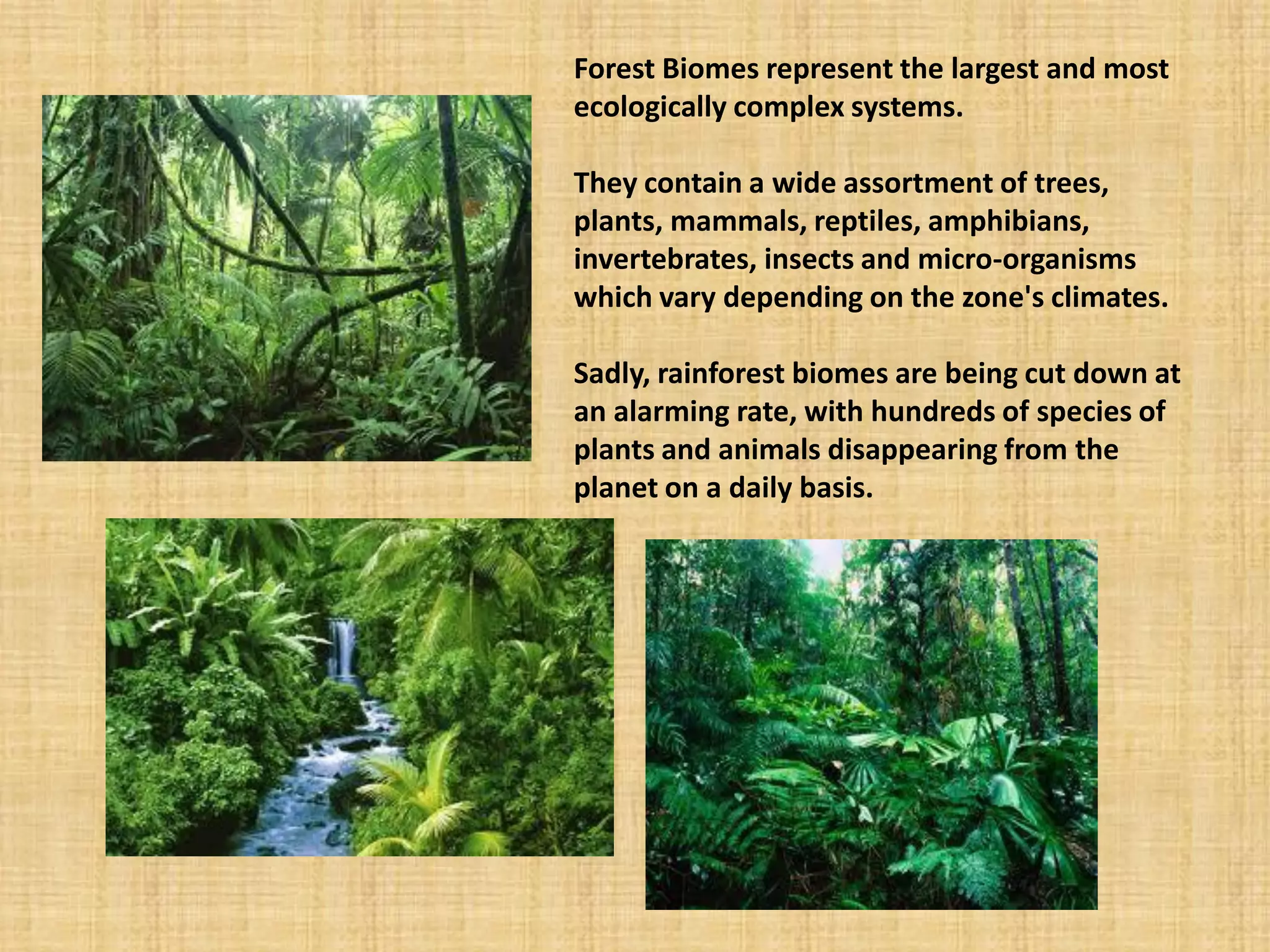 Forest Biomes represent the largest and most ecologically complex systems. They contain a wide assortment of trees, plants, mammals, reptiles, amphibians, invertebrates, insects and micro-organisms which vary depending on the zone's climates. Sadly, rainforest biomes are being cut down at an alarming rate, with hundreds of species of plants and animals disappearing from the planet on a daily basis.  