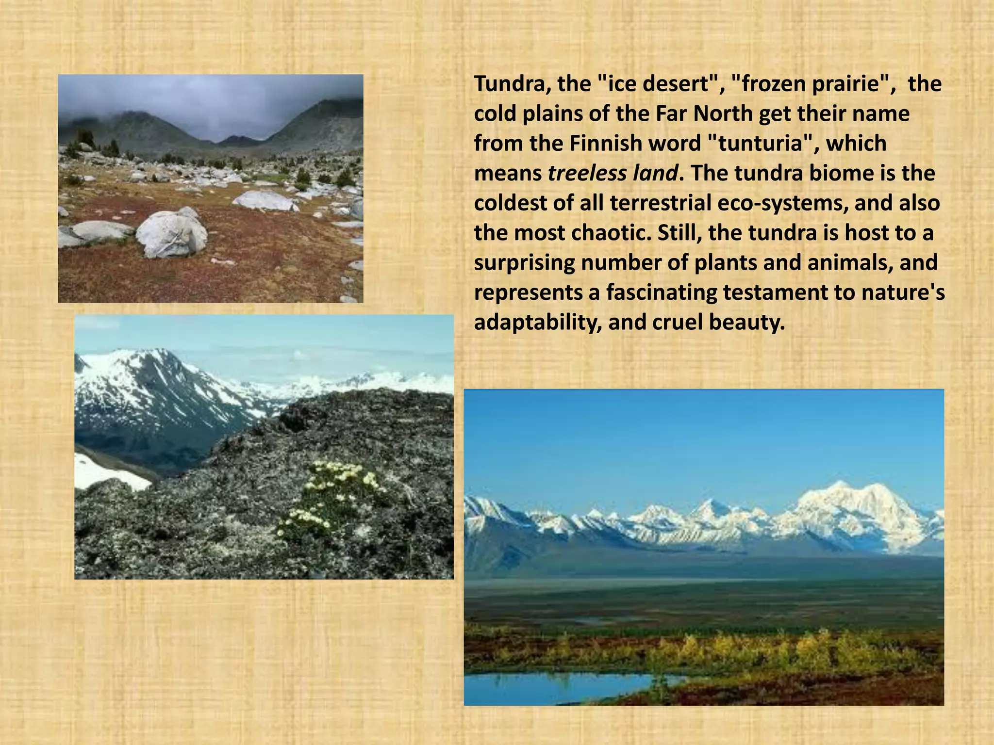 Tundra, the "ice desert", "frozen prairie", the cold plains of the Far North get their name from the Finnish word "tunturia", which means treeless land. The tundra biome is the coldest of all terrestrial eco-systems, and also the most chaotic. Still, the tundra is host to a surprising number of plants and animals, and represents a fascinating testament to nature's adaptability, and cruel beauty.  