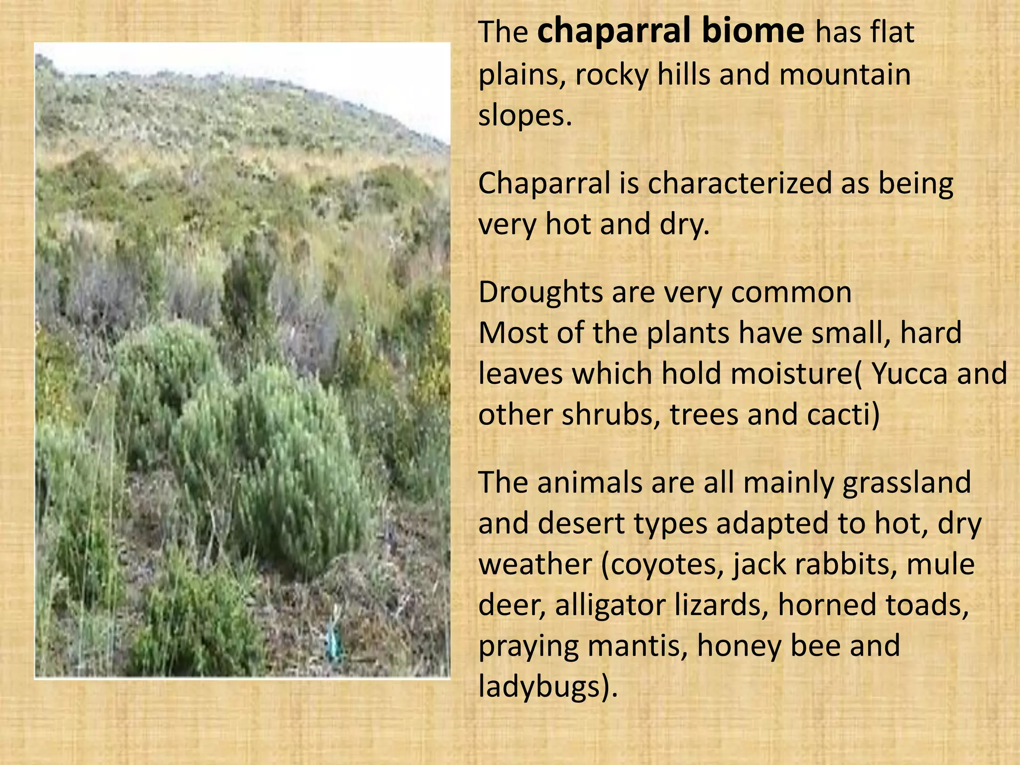 The chaparral biome has flat plains, rocky hills and mountain slopes. Chaparral is characterized as being very hot and dry. Droughts are very common Most of the plants have small, hard leaves which hold moisture( Yucca and other shrubs, trees and cacti) The animals are all mainly grassland and desert types adapted to hot, dry weather (coyotes, jack rabbits, mule deer, alligator lizards, horned toads, praying mantis, honey bee and ladybugs).  