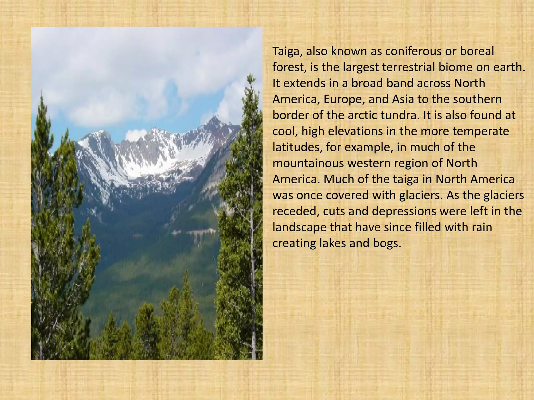 Taiga, also known as coniferous or boreal forest, is the largest terrestrial biome on earth. It extends in a broad band across North America, Europe, and Asia to the southern border of the arctic tundra. It is also found at cool, high elevations in the more temperate latitudes, for example, in much of the mountainous western region of North America. Much of the taiga in North America was once covered with glaciers. As the glaciers receded, cuts and depressions were left in the landscape that have since filled with rain creating lakes and bogs.  