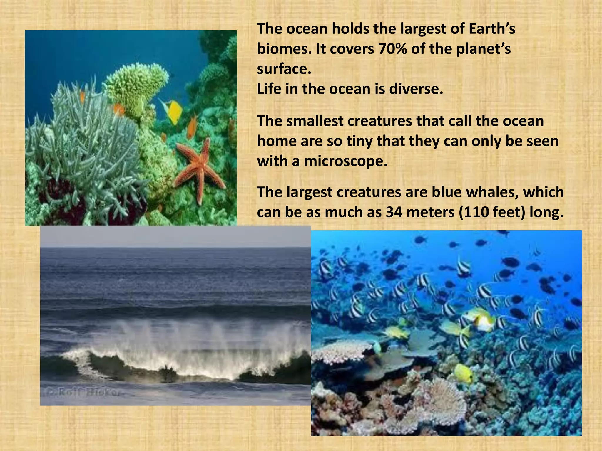 The ocean holds the largest of Earth’s biomes. It covers 70% of the planet’s surface. 
Life in the ocean is diverse. 
The smallest creatures that call the ocean home are so tiny that they can only be seen with a microscope. 
The largest creatures are blue whales, which can be as much as 34 meters (110 feet) long.  