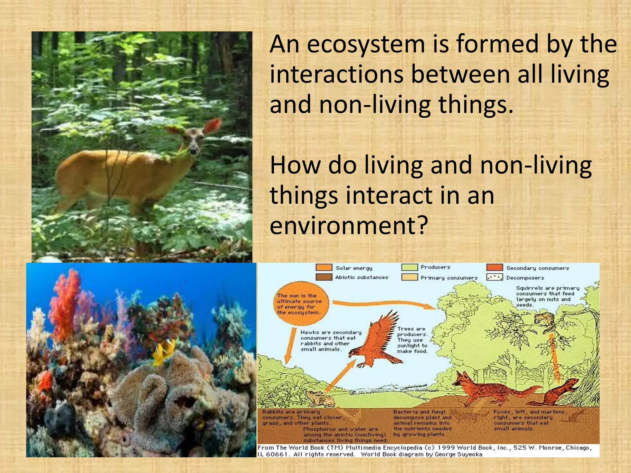An ecosystem is formed by the interactions between all living and non-living things. How do living and non-living things interact in an environment?  