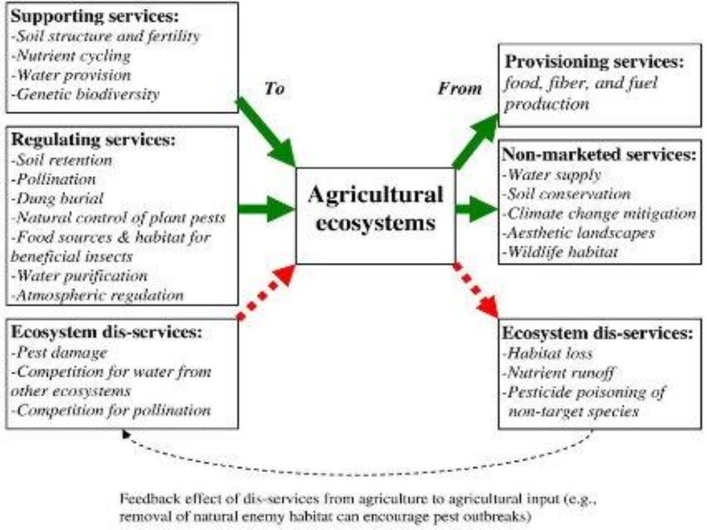 Agriculture and Ecosystem