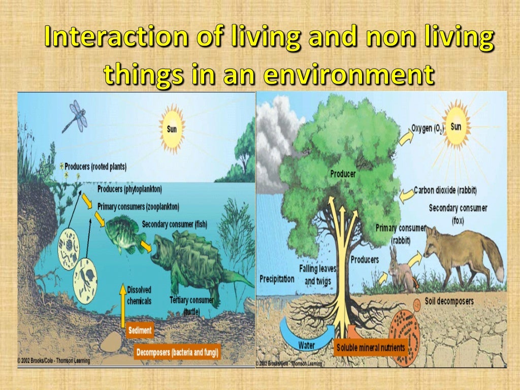 Agriculture and Ecosystem