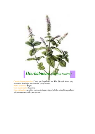 Hierbabuena (Menta sativa)
Características generales: Planta que llega hasta los 40 ó 50cm de altura, muy
aromática. Las hojas son de color verde intenso.
Partes utilizadas: Hojas
Usos medicinales:Digestiva
Usos culinarios: se utiliza en reposteria para hacer heledos y tambiénpara hacer
golosinas como chicles, caramelos…
 