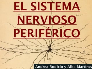EL SISTEMA
NERVIOSO
PERIFÉRICO
Andrea Rodicio y Alba Martínez
 