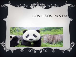 LOS OSOS PANDA
 