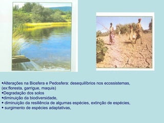 •Alterações na Biosfera e Pedosfera: desequilíbrios nos ecossistemas,
(ex:floresta, garrigue, maquis)
•Degradação dos solos
•diminuição da biodiversidade,
• diminuição da resiliência de algumas espécies, extinção de espécies,
• surgimento de espécies adaptativas,
 