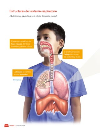 Estructuras del sistema respiratorio
¿Qué recorrido sigue el aire en el interior de nuestro cuerpo?
El aire entra y sale por las
fosas nasales, donde se
humedece, calienta y filtra.
El aire fluye hacia la
faringe, vía común
del alimento y el aire.
La tráquea se ramifica
en dos bronquios.
Bronquios
Unidad 3 • Vida saludable
100
 