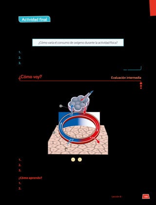 Actividad final
Un grupo de científicos estudió la variación del consumo de oxígeno durante la actividad
física y planteó la siguiente pregunta:
¿Cómo varía el consumo de oxígeno durante la actividad física?
1.	 ¿Qué variables consideraron los científicos?
2.	 Formula una predicción a la pregunta de investigación.
3.	 ¿Qué necesitan los científicos para llevar a cabo su investigación?
Observa el siguiente esquema. Luego, responde en tu cuaderno.
A
B
1.	 ¿Qué estructuras representan las letras A y B ?
2.	 Argumenta sobre la información que indican las flechas azules y rojas.
3.	 Explica los procesos que representa este modelo.
¿Cómo aprendo?
1.	 ¿Qué actividades te han resultado más difíciles de realizar?, ¿a qué lo atribuyes?
2.	 ¿Usar modelos te permitió comprender mejor la inspiración y espiración?, ¿por qué?
¿Cómo voy? Evaluación intermedia
105
Lección 8 • Sistema respiratorio
 